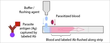 How a malaria rapid diagnostic test works (2)