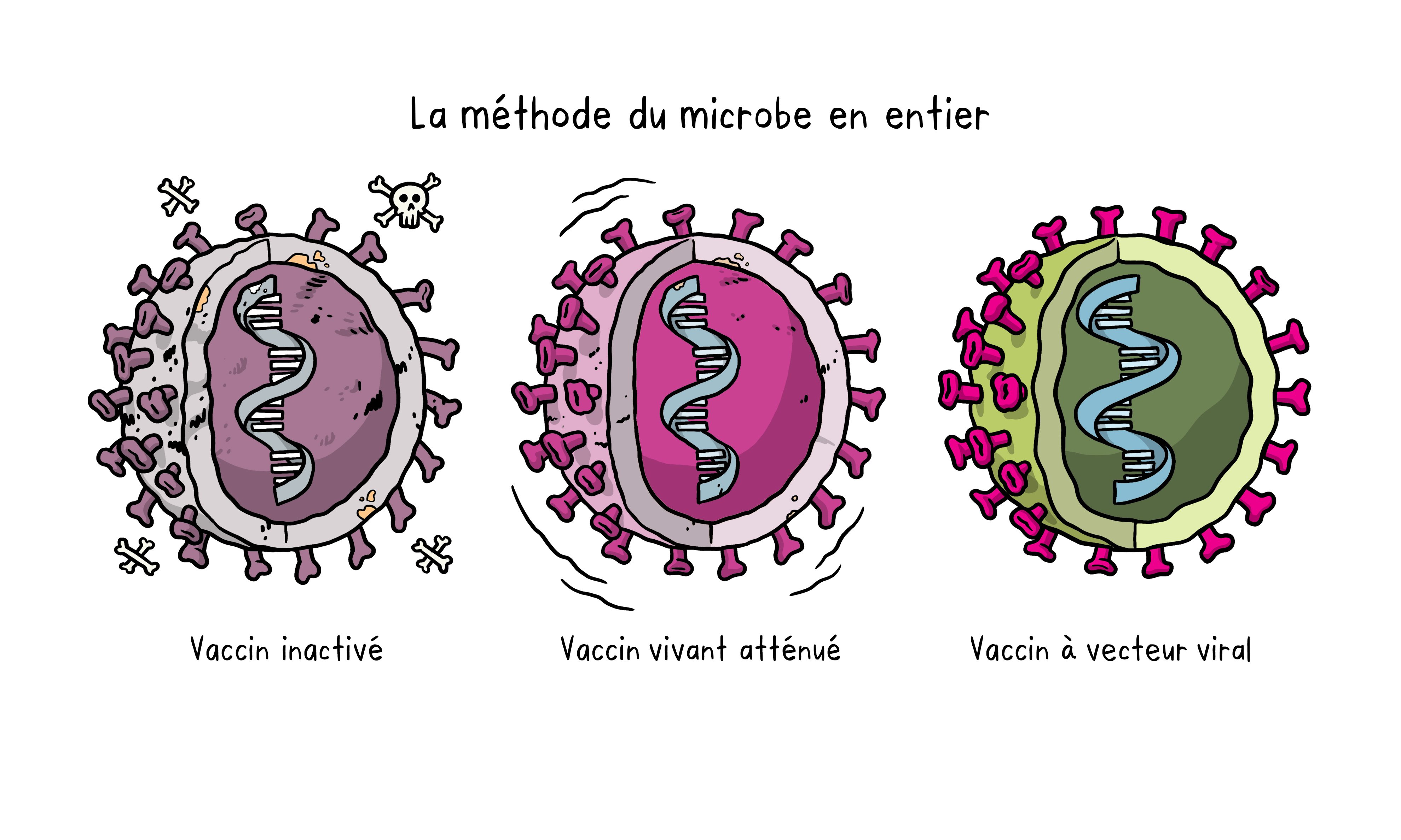 La méthode du microbe entier